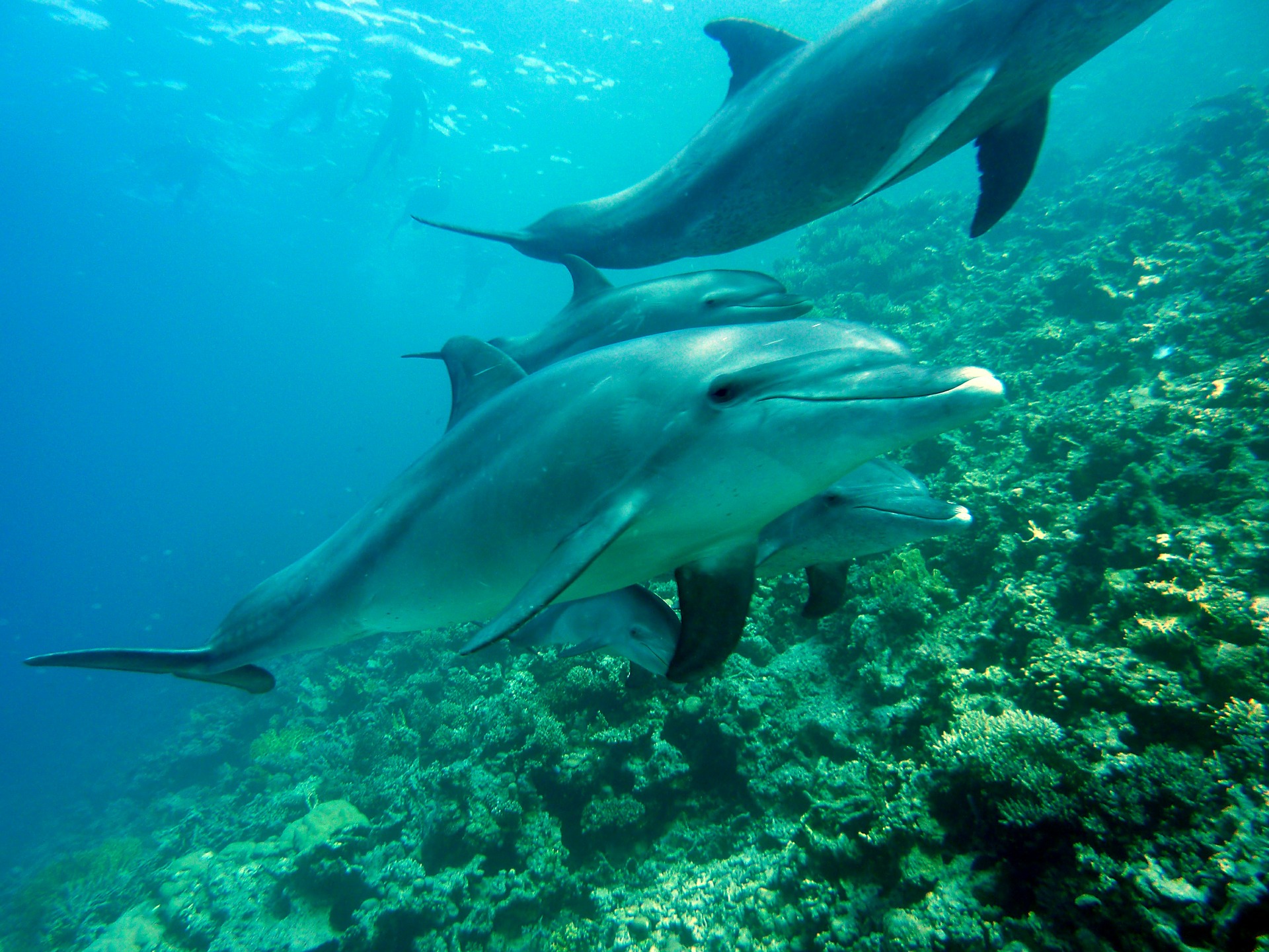 enjoy our isolated Panama City Beach activities like dolphin diving on your next vacation