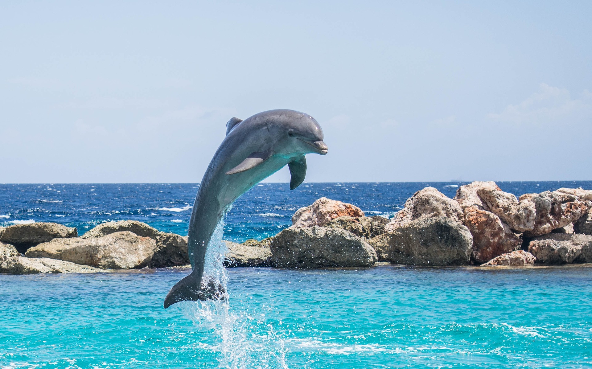 see dolphins and more on your panama city beach adventures