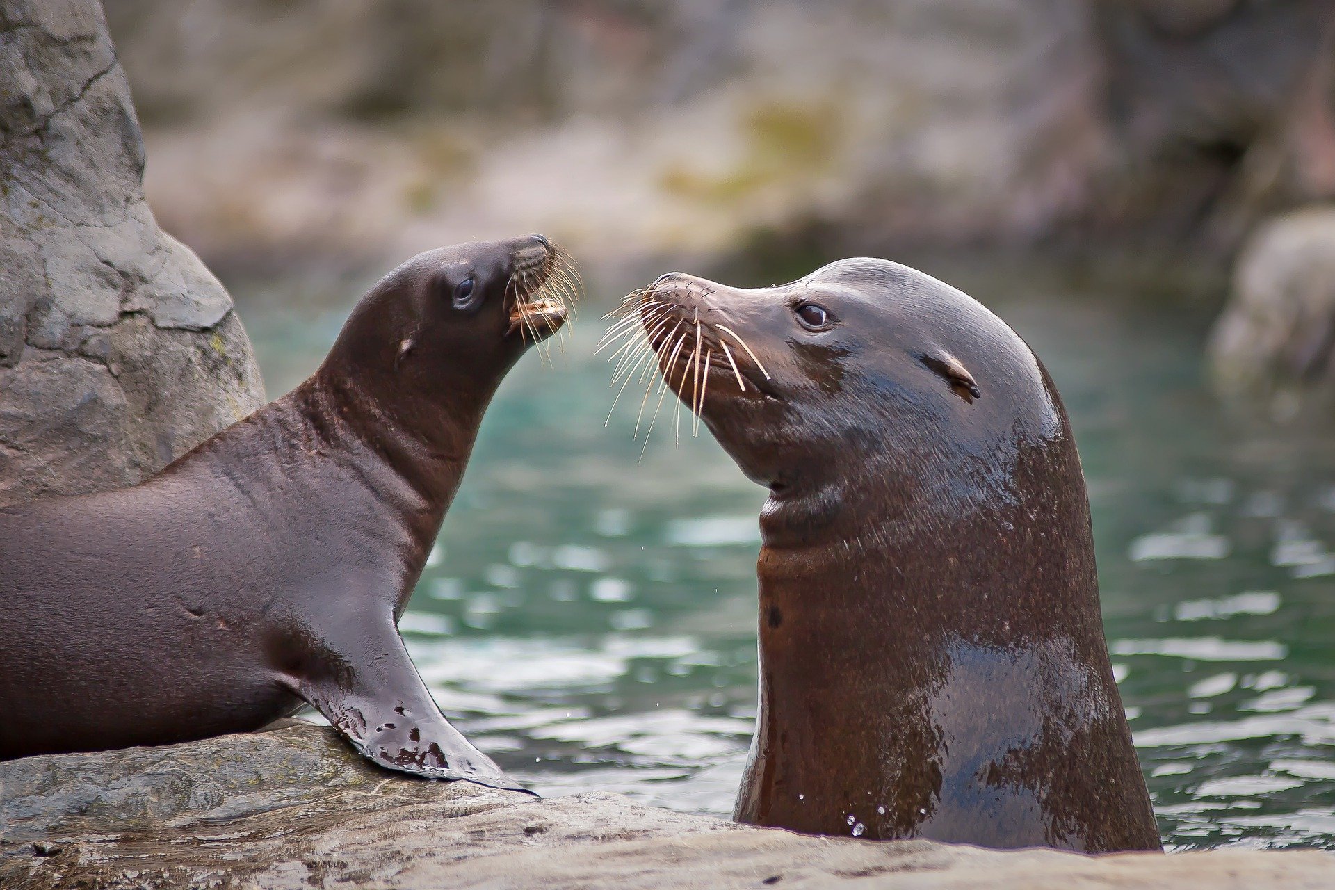 See sea lions and more on your list of panama city beach family activities