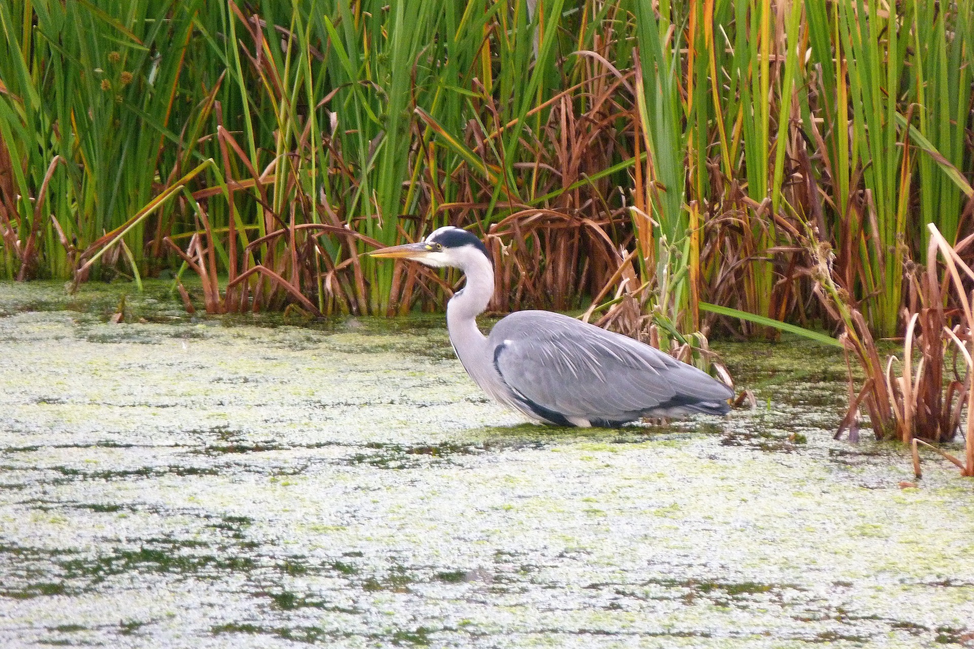 See the wetlands on a cheap Panama City beach vacation